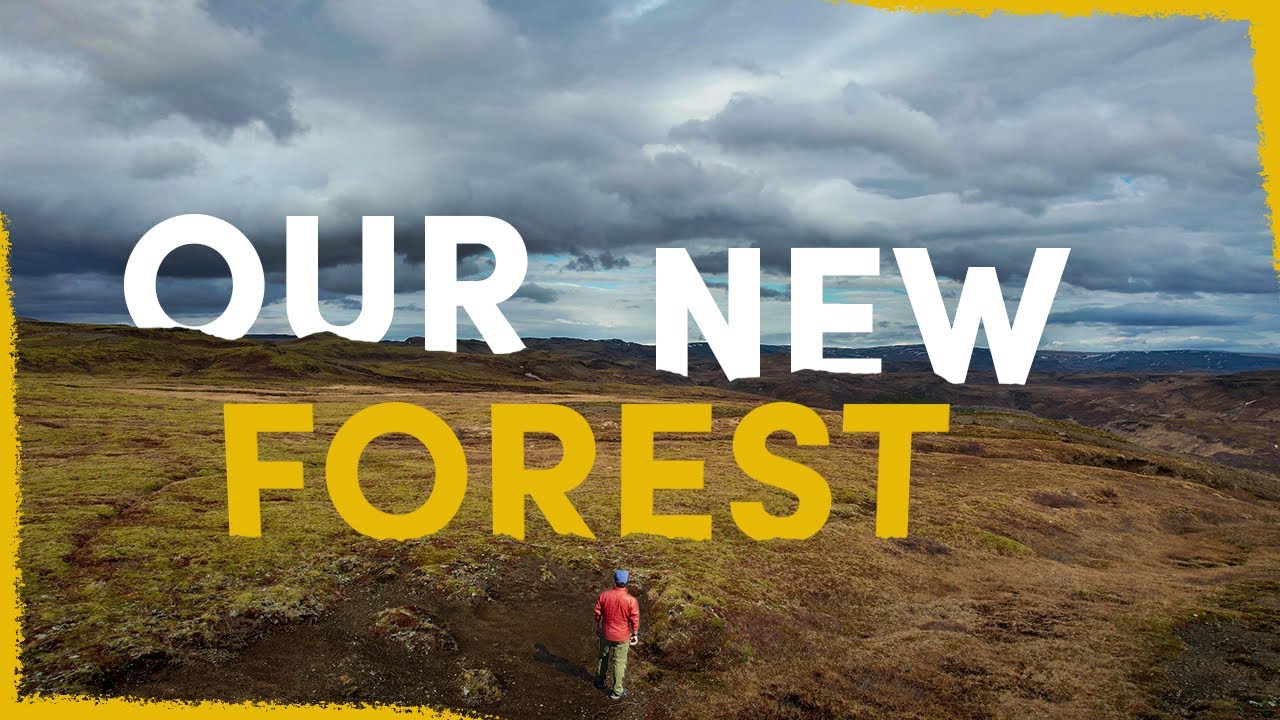 How we are creating a forest in this barren patch of Iceland