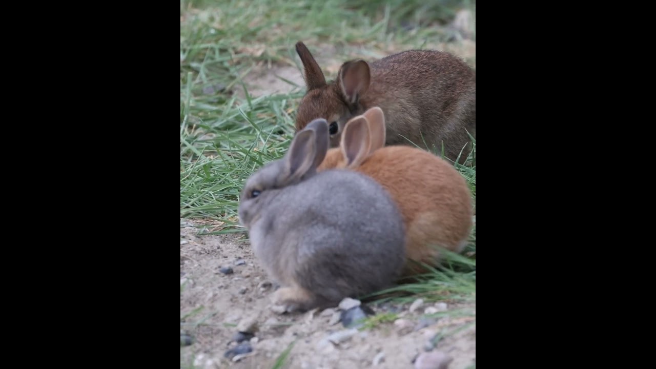 #Baby #bunnies