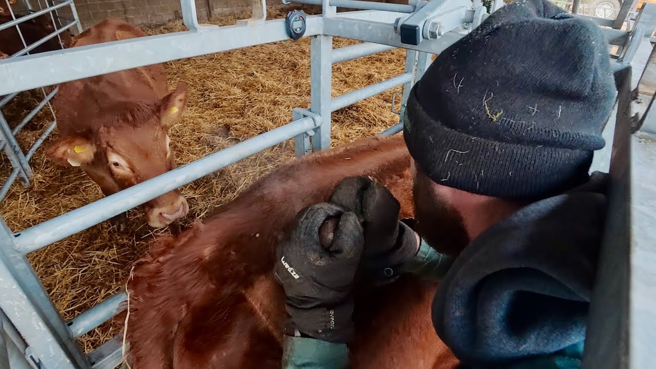 Freeze Branding The Heifers