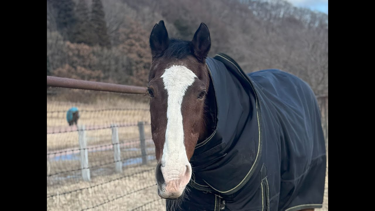 鼻アップを撮っていると、ため息が出たメイショウドトウ