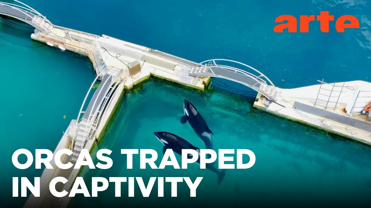 Orcas - End of the Show | ARTE.tv Documentary