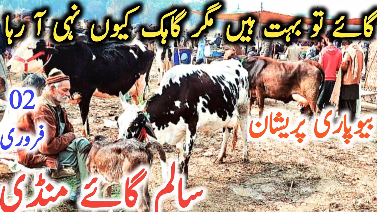 Salem Cow Buffalo Mandi | Best Cow Mandi In Pakistan || Global Village Farming