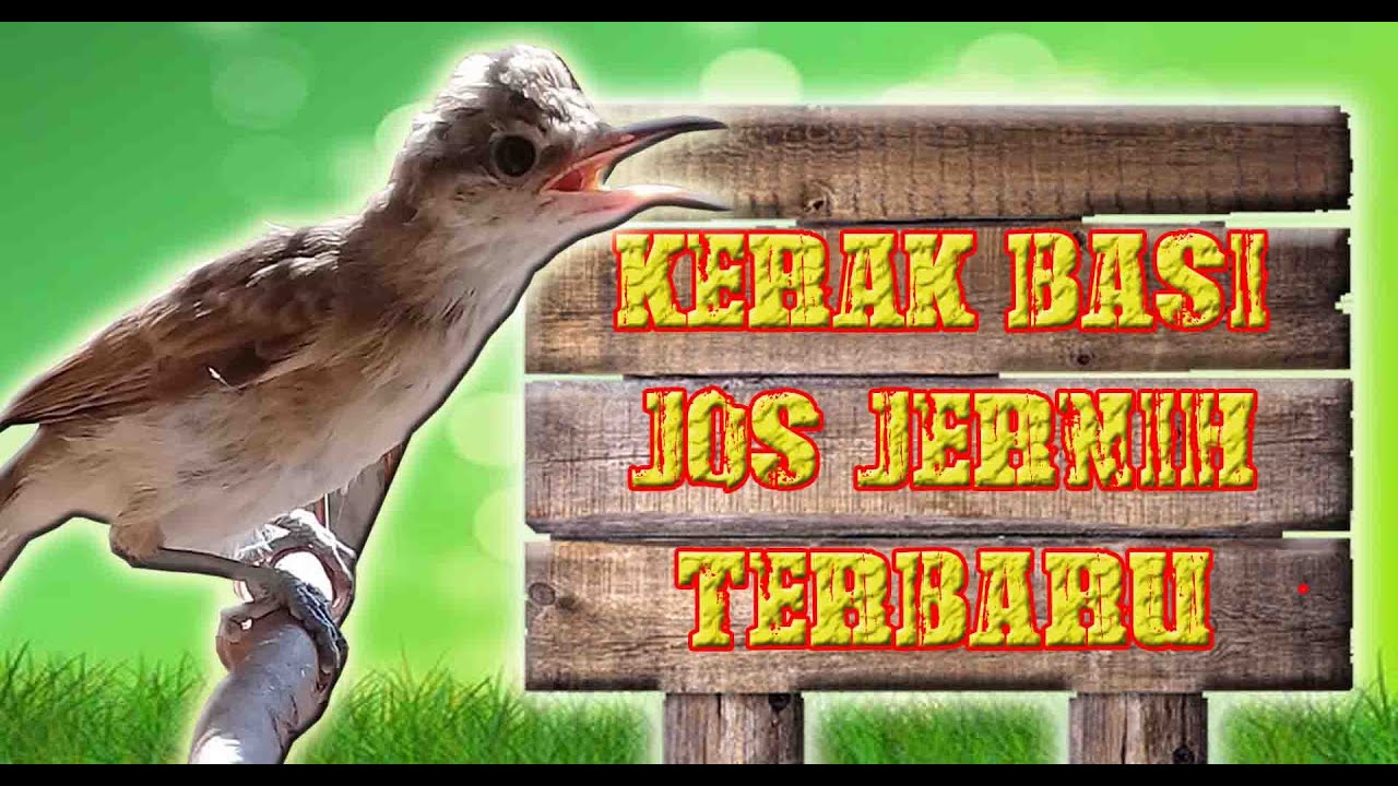SUARA MASTERAN BURUNG KERAK BASI GACOR