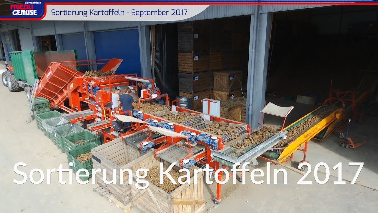 Sortierung Kartoffeln - September 2017