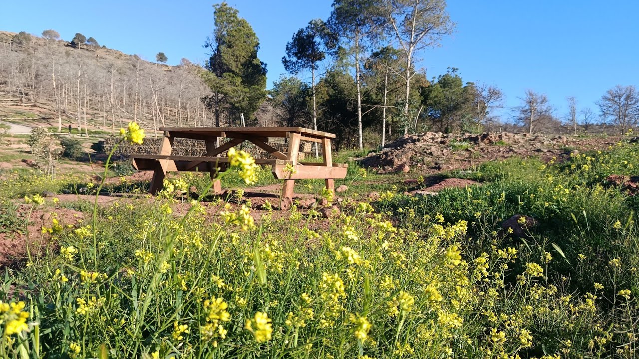 Les premiers jours de printemps à la forêt Sidi Maafa au sud d'Oujda 