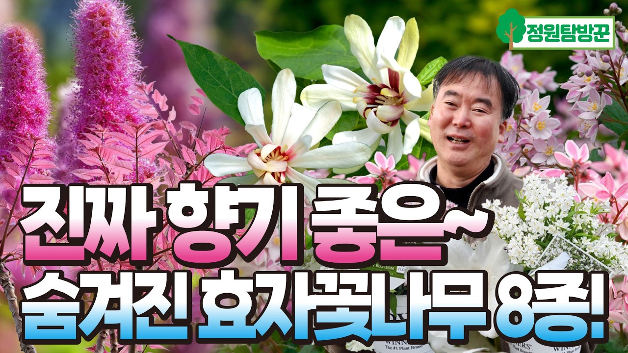 진짜! 향기 미쳤다~ 숨겨진 효자 봄,여름 정원 다년생 꽃나무 8종 추천!