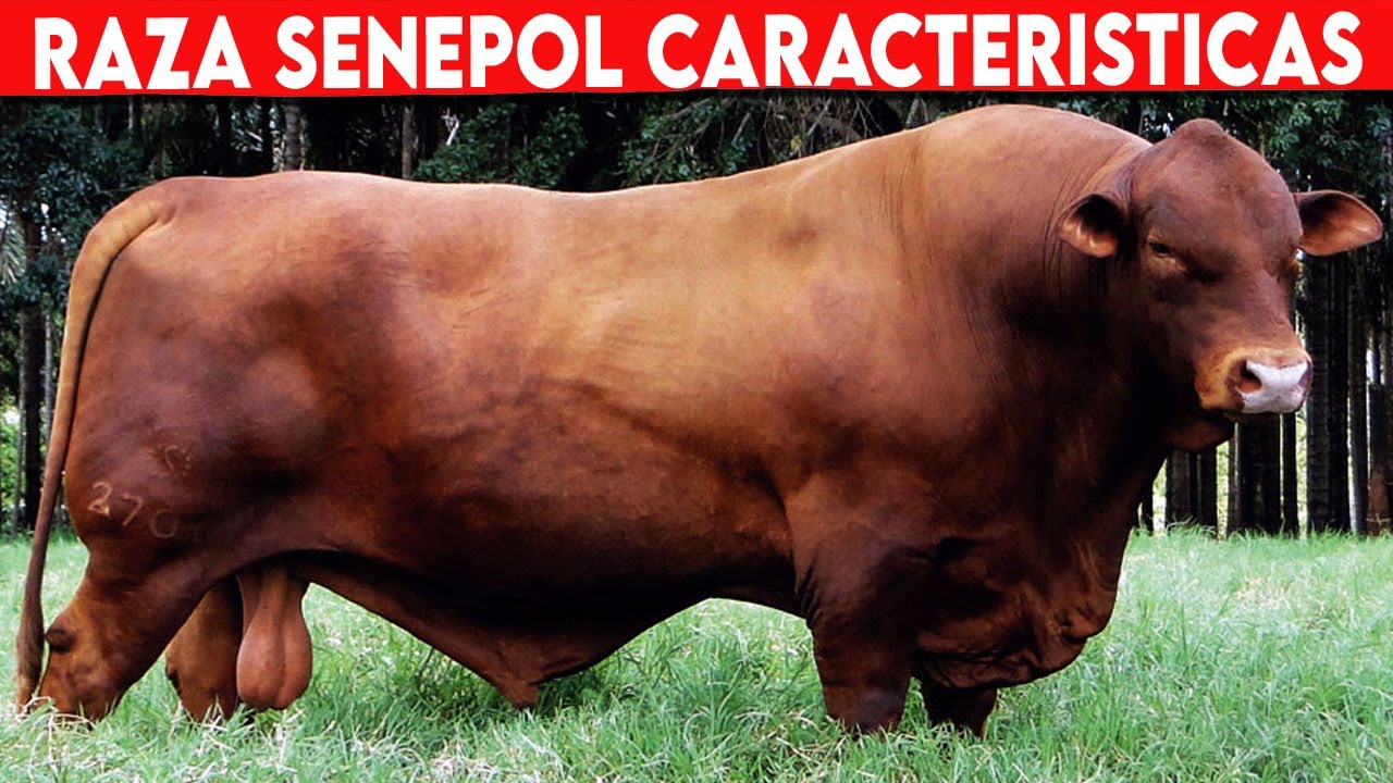 🔴 SENEPOL CARACTERÍSTICAS  ✅ Ganadería Vacuna