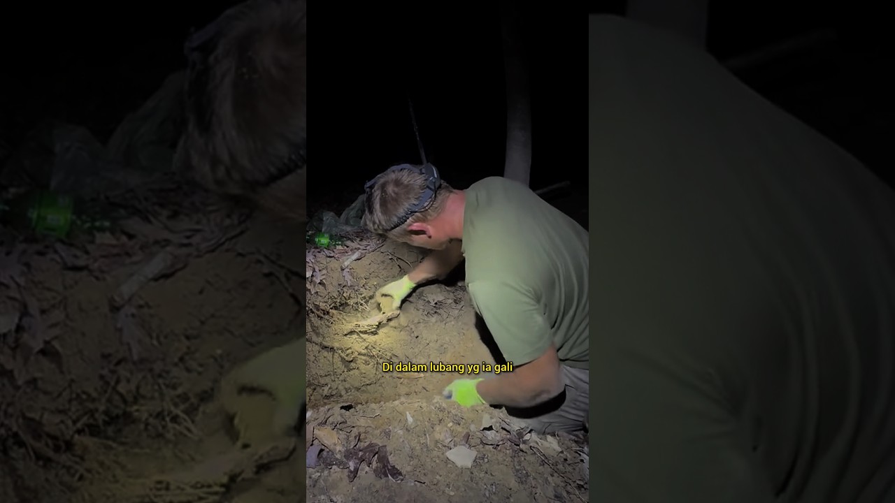 berburu batu langka fosil kristal emas