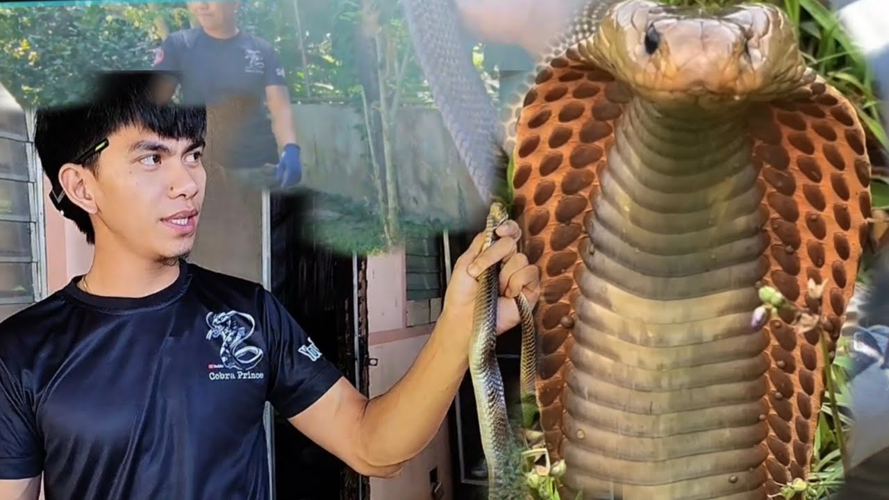 COBRA ANG NILAMBAT NI MANG KANOR