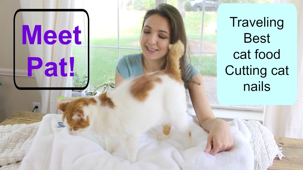 My Minimalist Cat + Cat Care