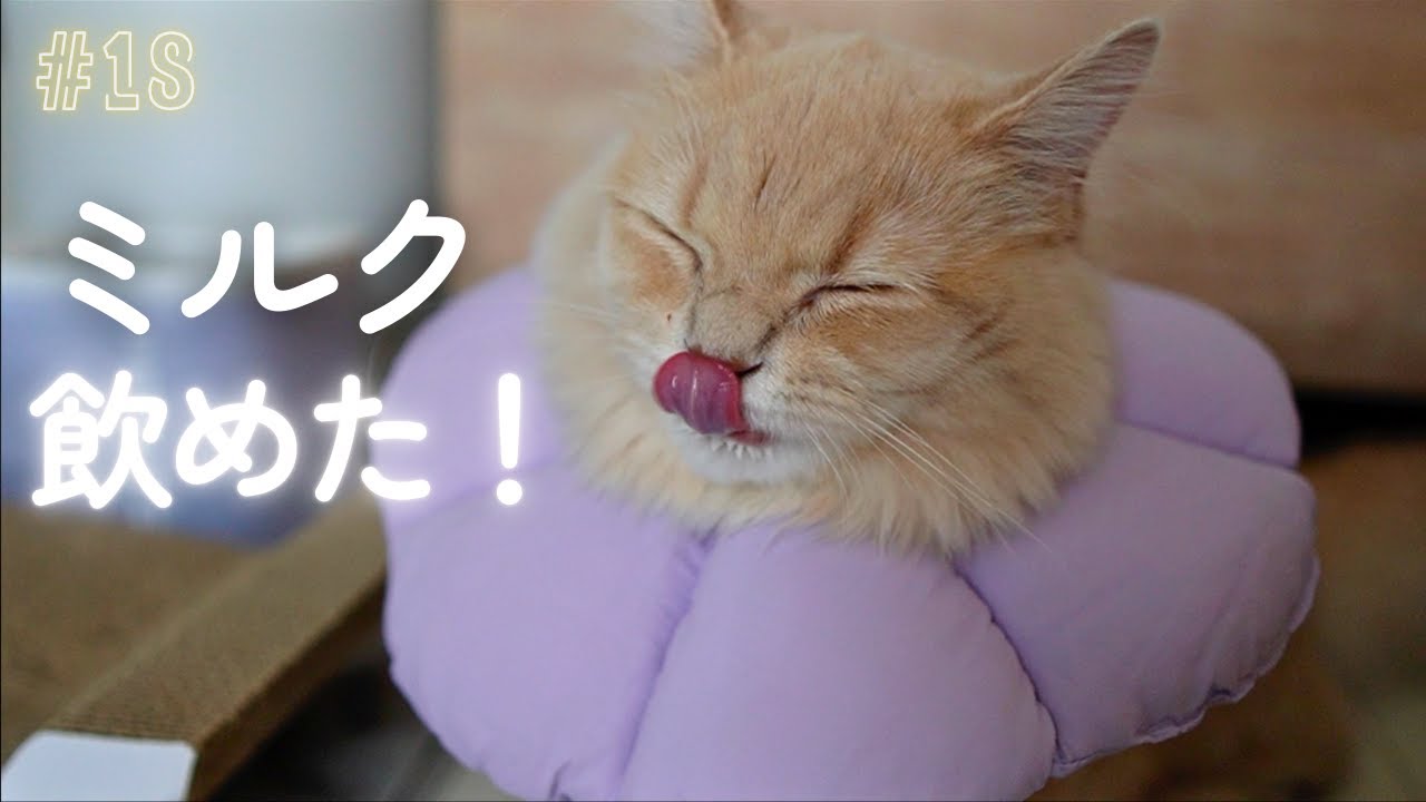 【去勢手術】余裕だと思ったら…わたげの前日・当日・翌日のリアルな様子