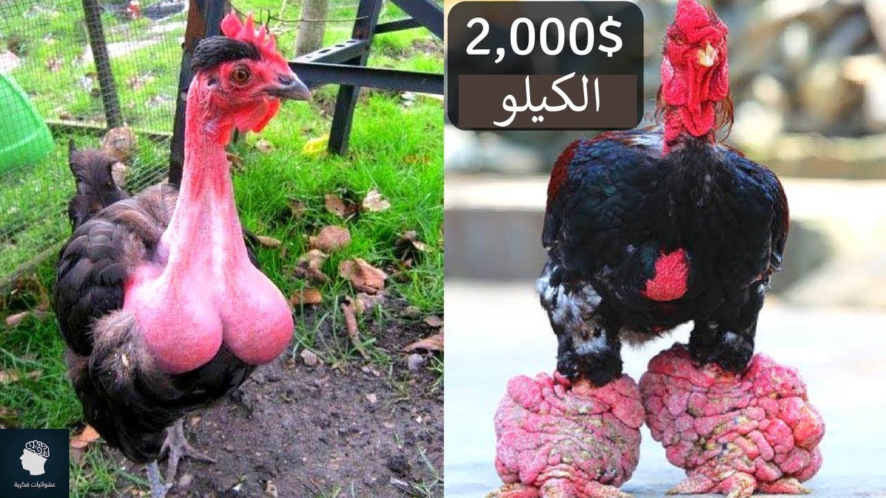اغرب سلالات الدجاج في العالم