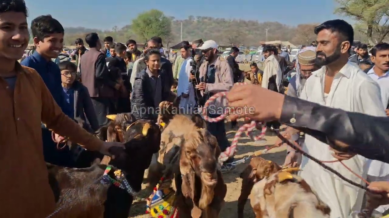 Part 1 Beatle Goats Exhibition At Sar Suba Shah 15 Feb 2026 