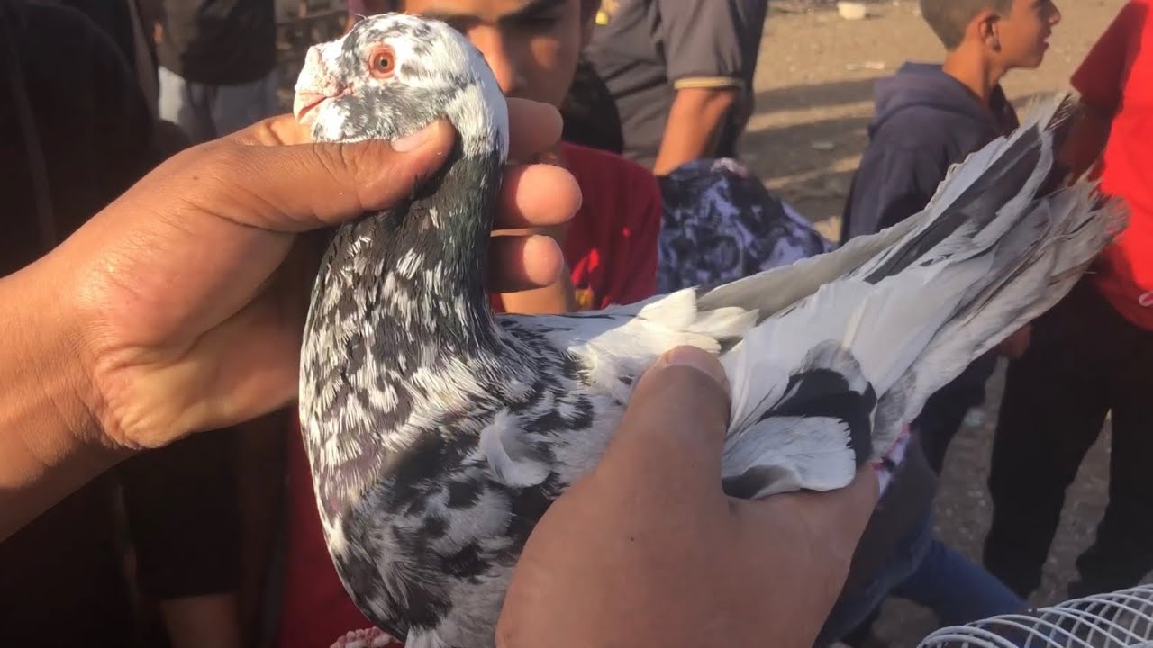 سوق الحمام واجمل الاسعار الطيور والعصافير