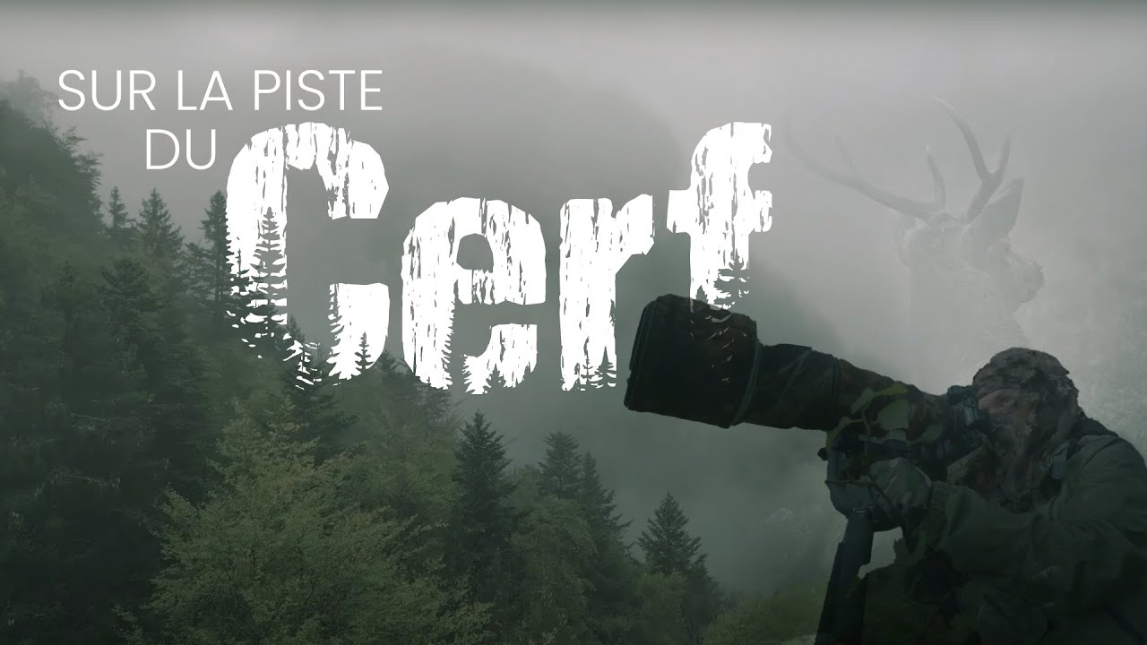 PHOTO ANIMALIERE - SUR LA PISTE du Cerf dans le Vercors
