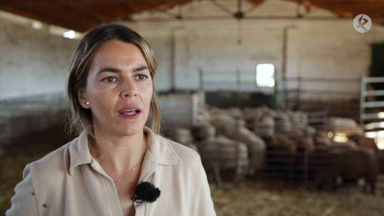 Así se traslada el ganado que participa en la Feria de Zafra | La besana en verde