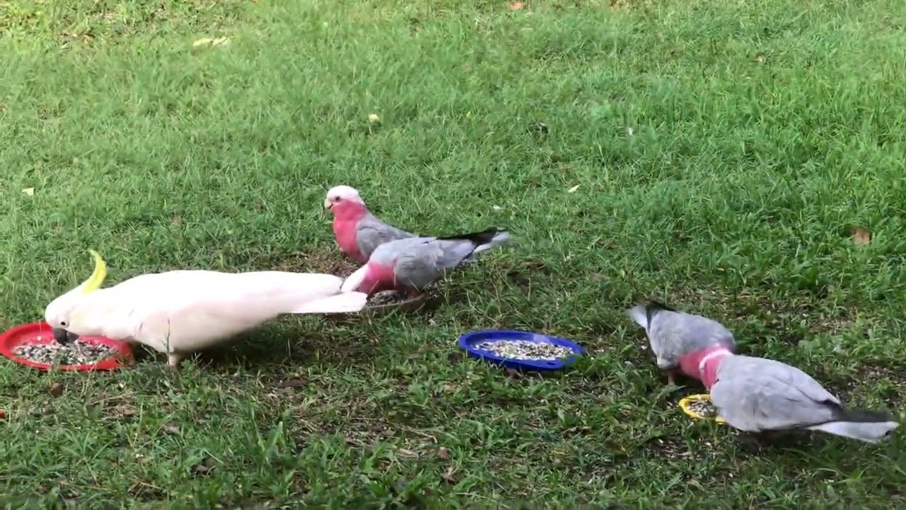 Galahs and Cockatoos eating モモイロインコとキバタンたちの食事風景
