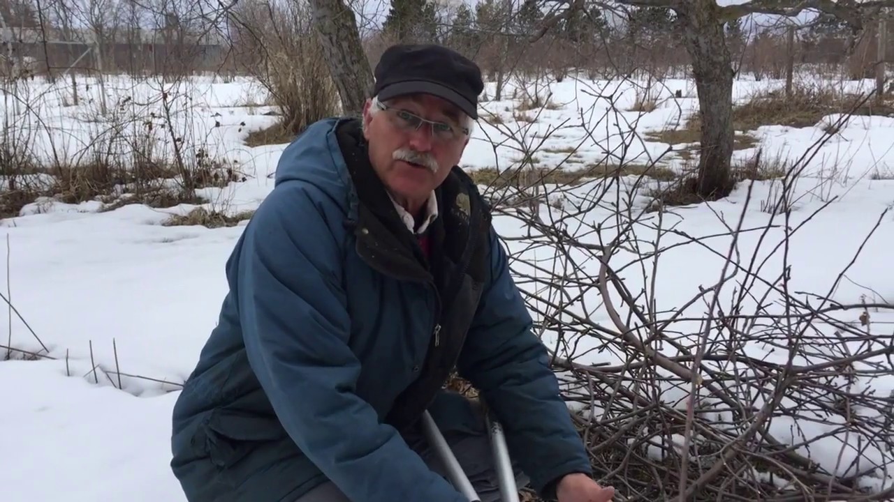How To Manage Branches After  Pruning