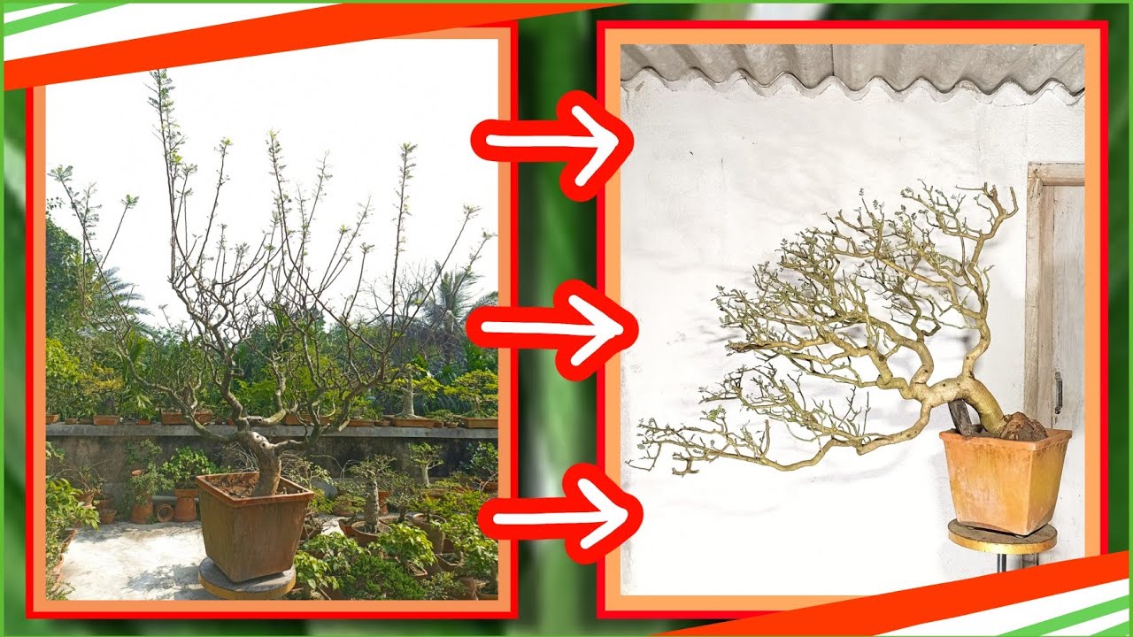Semi cascade bonsai of Bursera microphylla