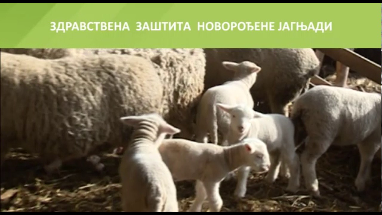Zdrastvena za&scaron;tita novorođene jagnjadi 12.12.2016.