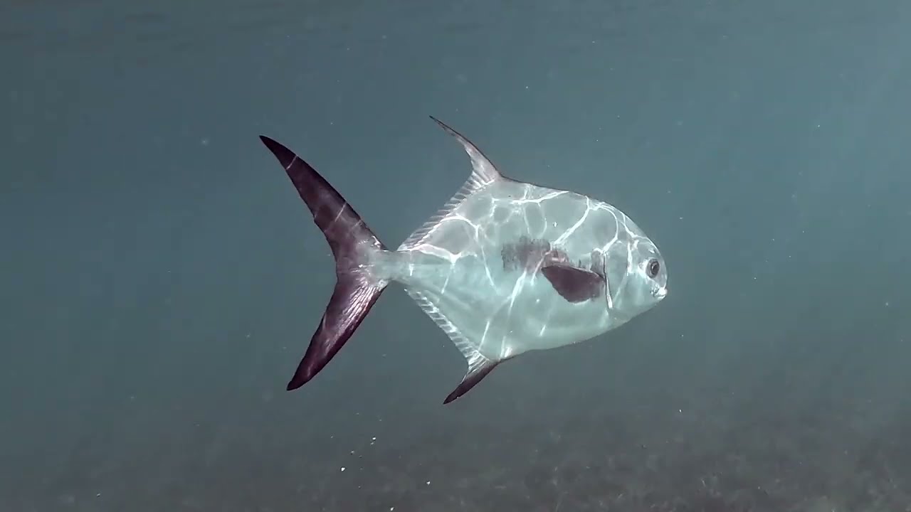St. John Underwater-Season 5- Episode 21-Maho Bay