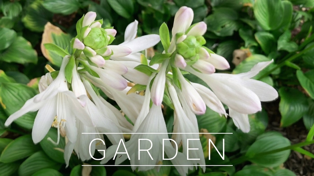 A Quiet Summer Garden 🌿Hosta, Roses & Giant Hardy Hibiscus in Bloom to Calm the Mind & Ease Stress
