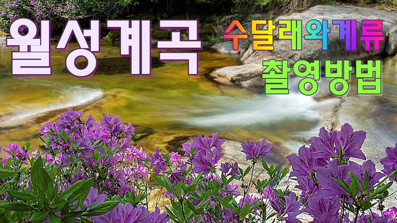 월성계곡 수달래와 물흐름 촬영방법