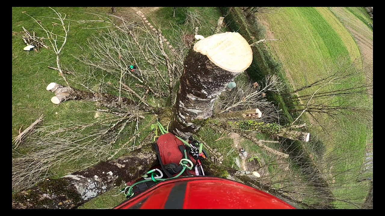 Poda en altura y recorte de fresno  🌳 Kimaketak altueran