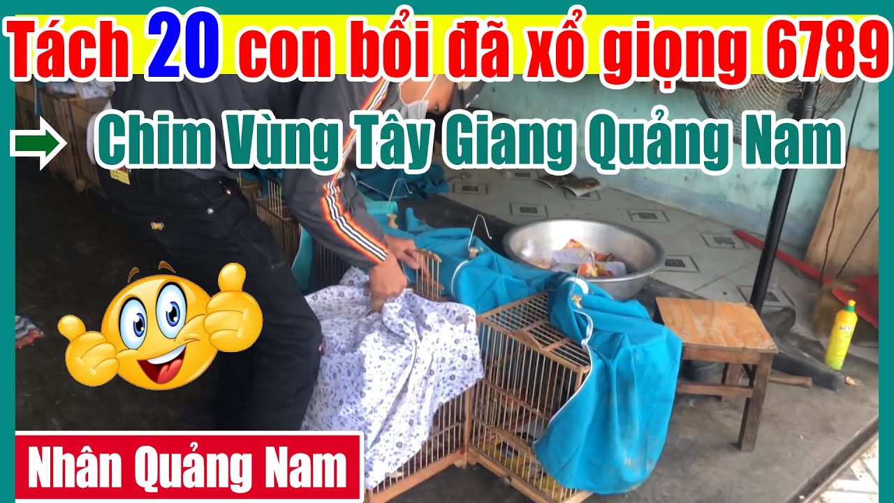 Tách 20 Con Bổi Đã Xổ Giọng 6789 | Chim Vùng Tây Giang Quảng Nam đầu tiên năm 2021
