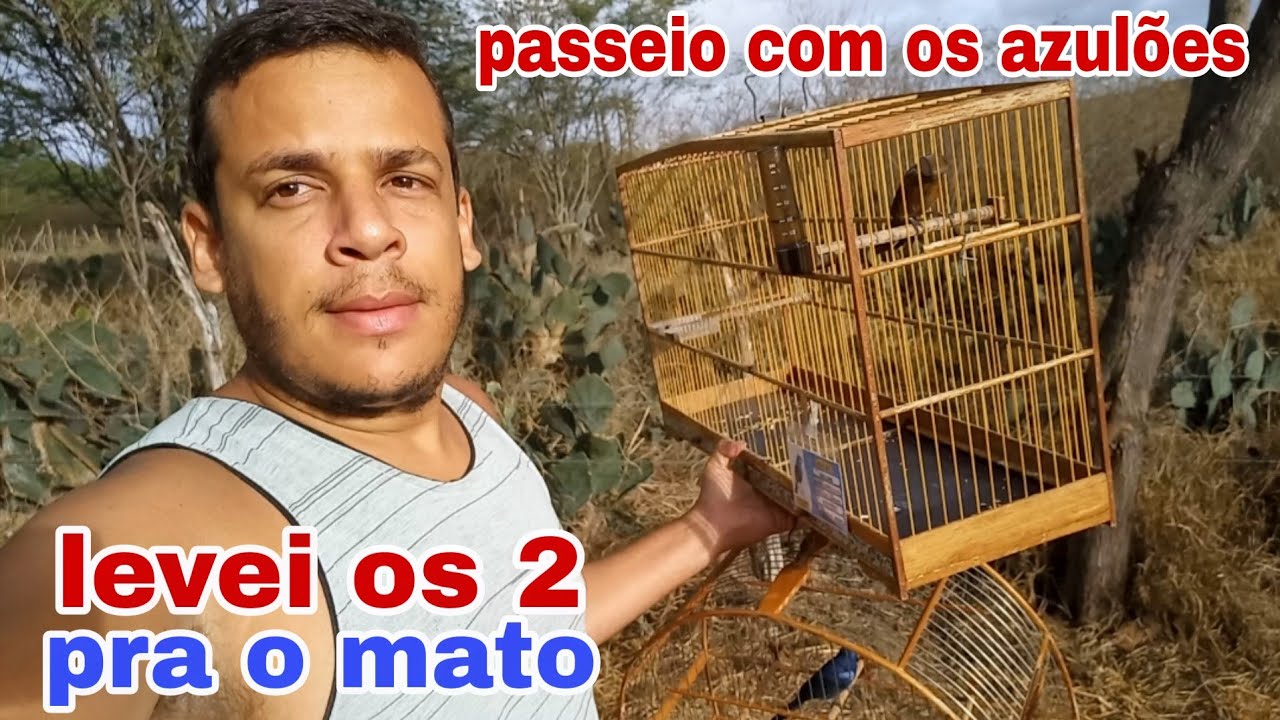 Levei meus dois azul&atilde;o para o mato. O pardo e o azul. 