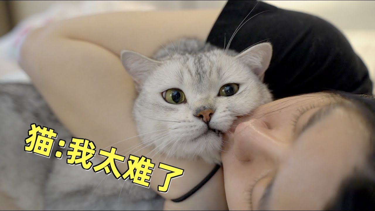 主人生病猫咪是什么反应?看完我决定还是养仓鼠吧!猫:我太难了