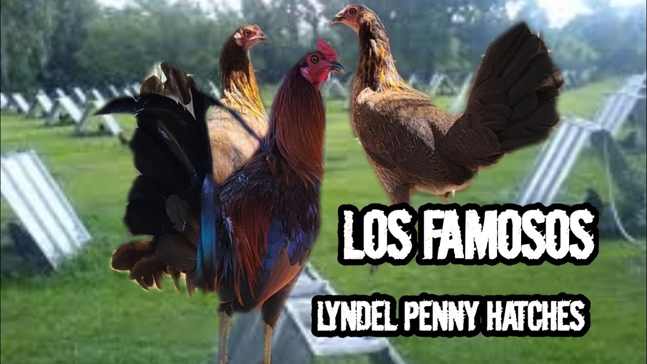 LOS FAMOSOS PENNY HATCHES DE LYNDEL