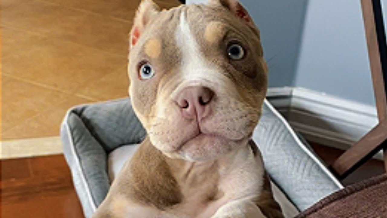 She Said No to Dogs—Then Two Blind Bully Pups Became Her Whole World