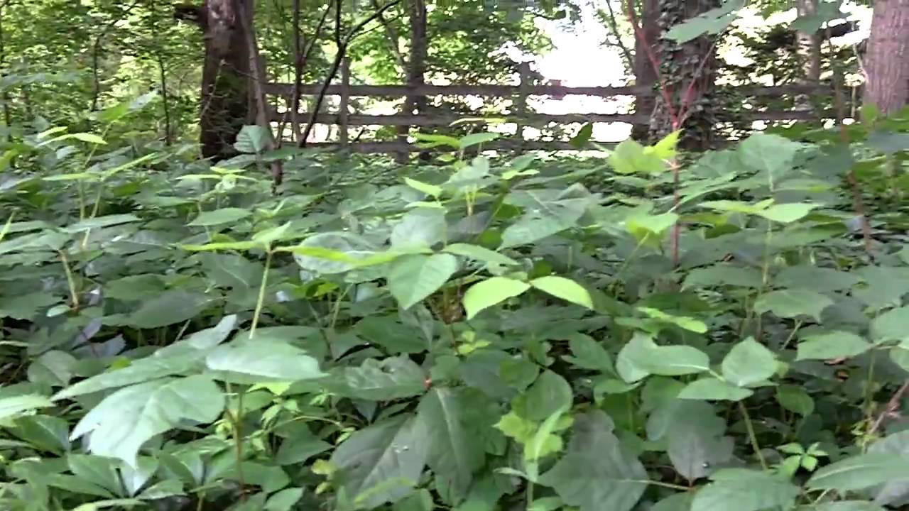 POISON IVY LEAVES IDENTIFICATION