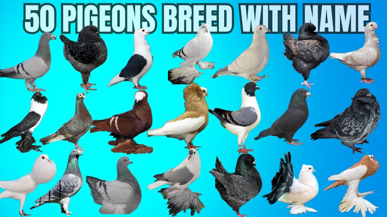 50 Pigeon's Breeds With Name #pigeon / Amazing Fancy Pigeons Varieties