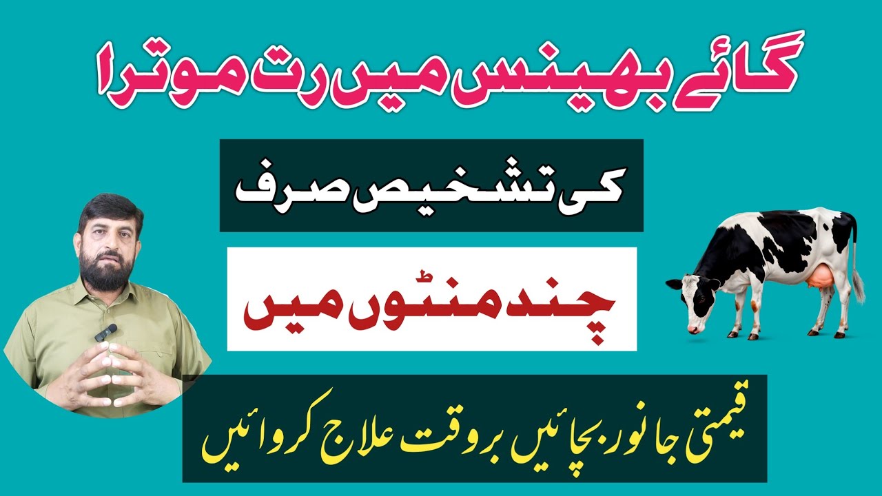  Gaye Bhains Mein  رت موترا Red Water Ka Latest Treatment Aur پہچان In Few Minutes 
