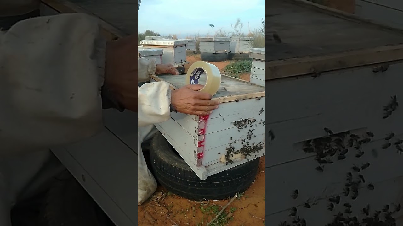 عملية تخريب الملكية فى اليوم خامس