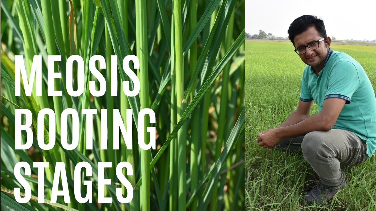 Rice Stages | Meosis | Booting Stages