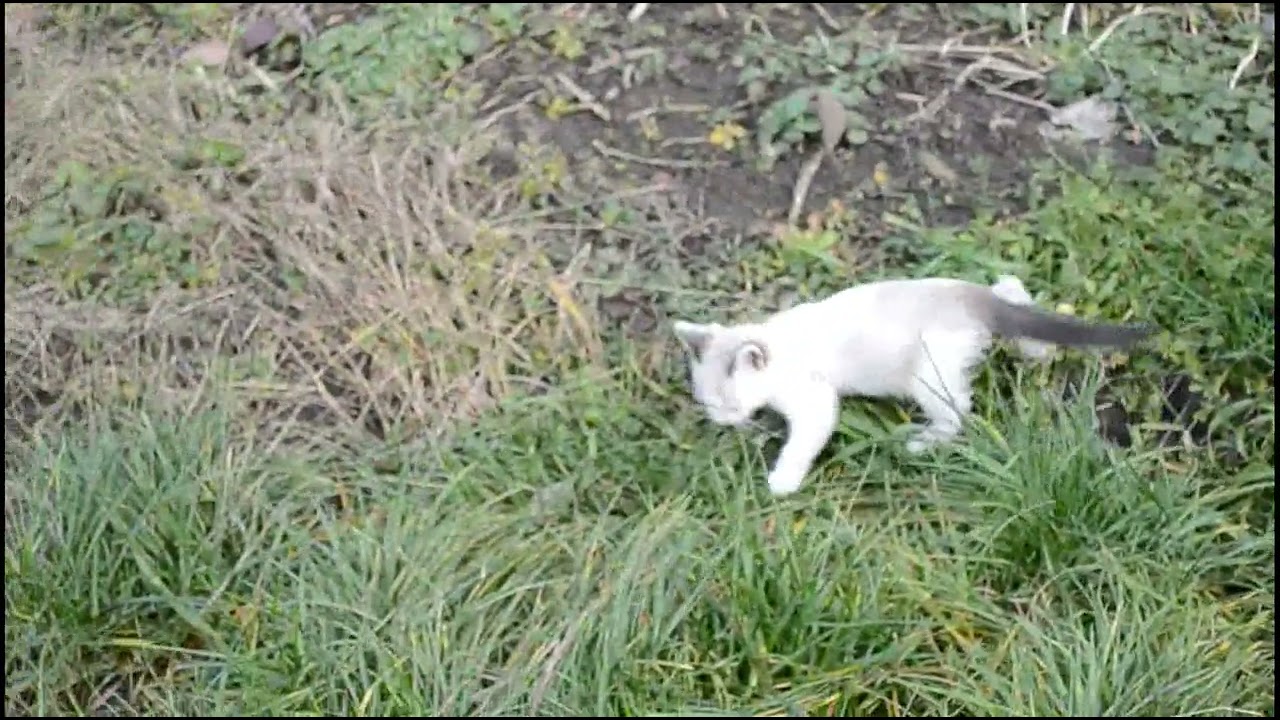 Umka: Beginning 2/Умка:начало 2#cute #kitten #cat #animal #cutecat #котики #кошки #животные #live