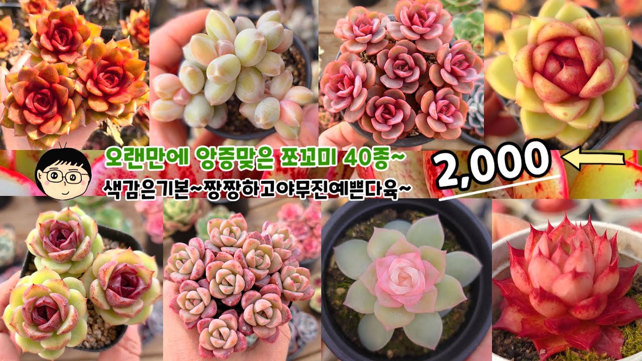 26년3월16일(월)❤️오랜만에~ 야무지고색감도예쁜~앙증맞고짱짱한~쪼꼬미2,000원다육~ 🤗감사합니다 ♡ent plants #多肉植物#다육식물 #예쁜다육식물 #봄