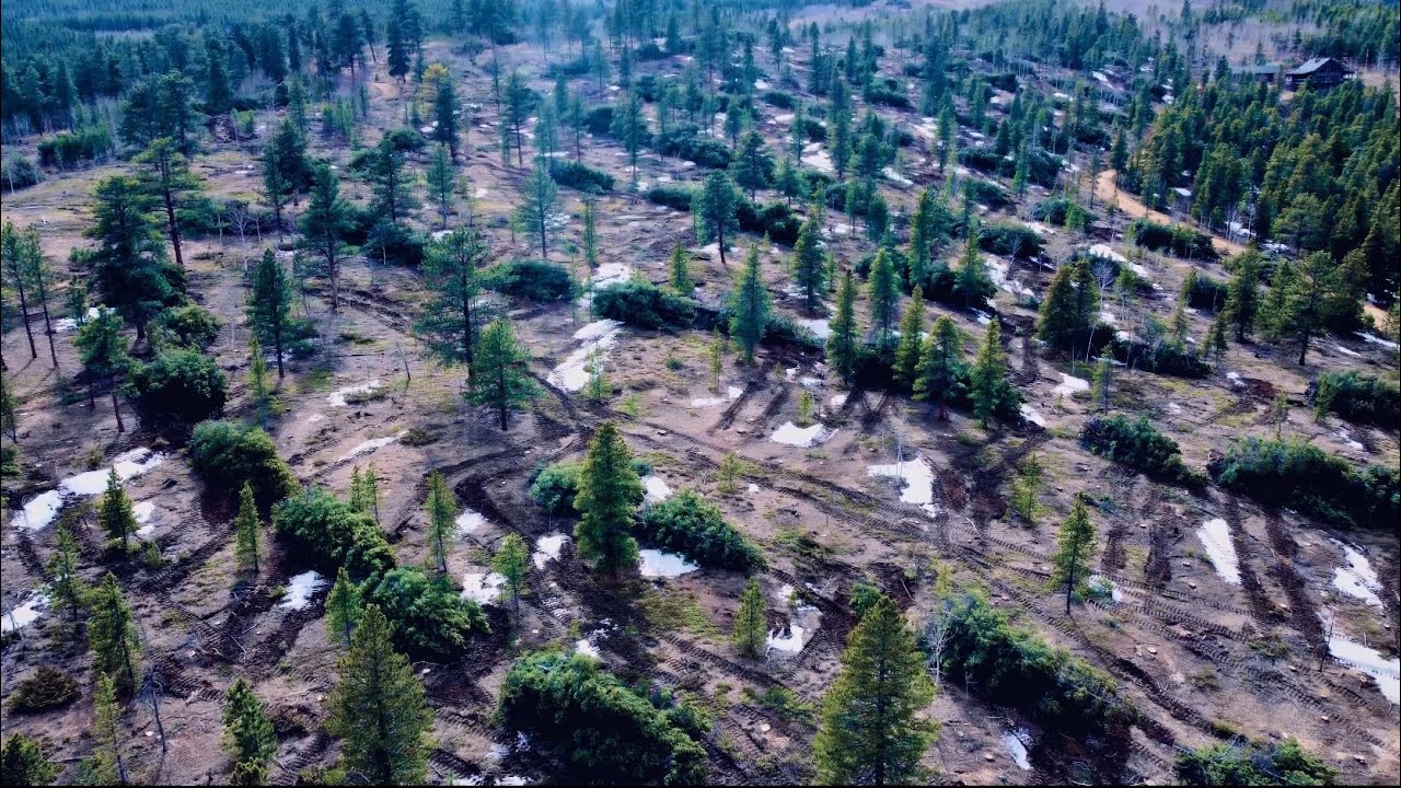 How long did it take to clear the trees?