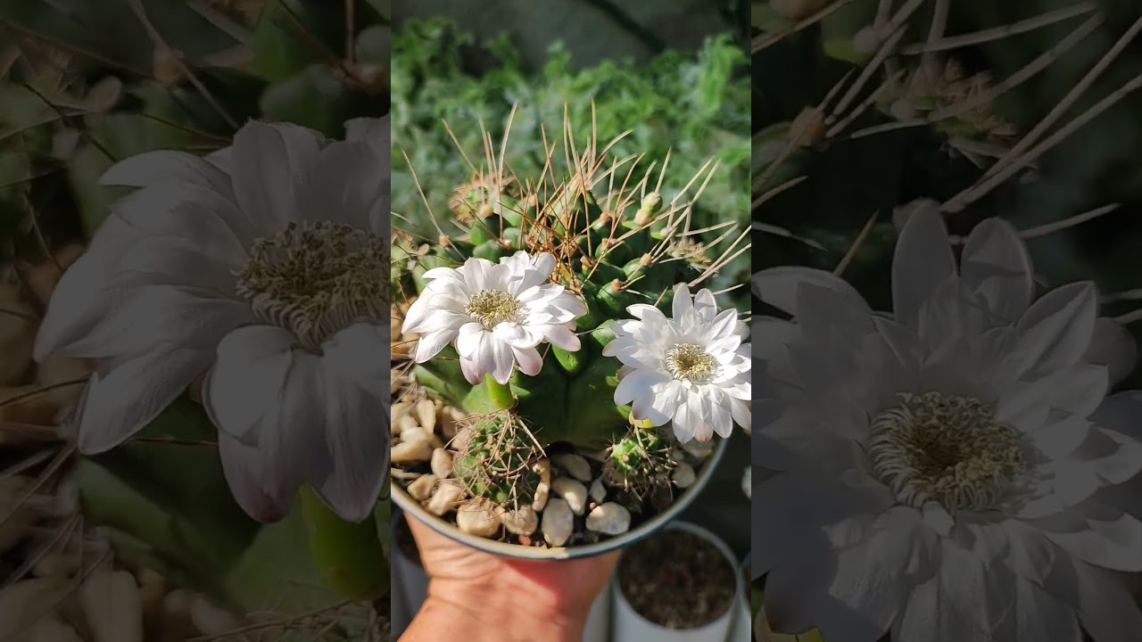 Blooming Memories ganda ng flower ng  cactus #stressrelief #stressrelief #plantlovers  #cactuslover