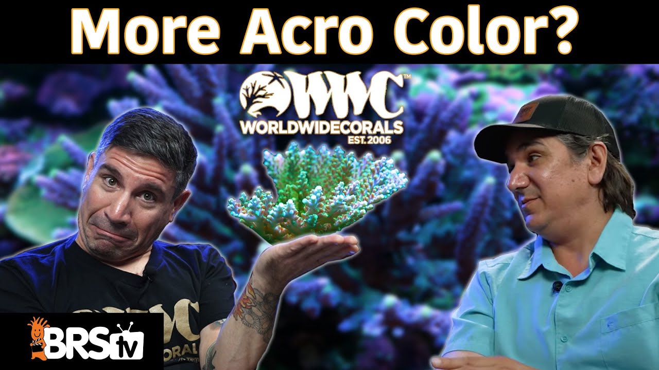 Victor’s 8 Coral Coloration Tips to Make Your Acropora POP!