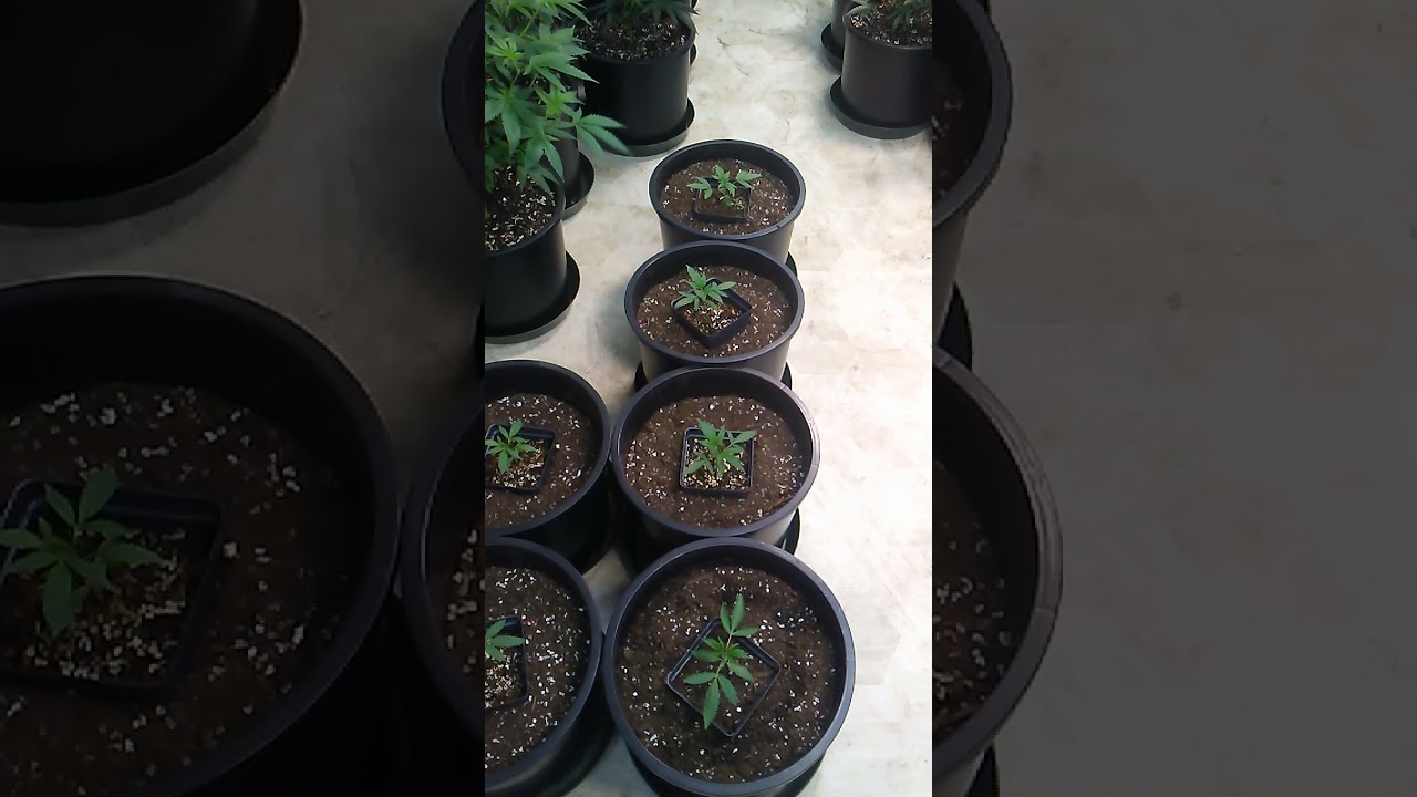 AutoFlowers Do's and Do nots