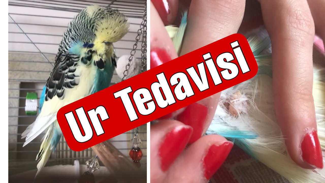 Ur Tedavisi #urtedavisi #ur #tedavi #muhabbetkuşu #muhabbetkuşları