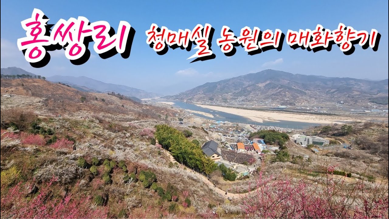 #22 세상에서 가장 아름다운 홍쌍리 청매실 농원 The most beautiful farm in the world, Hongsang-ri Cheongmae-sil