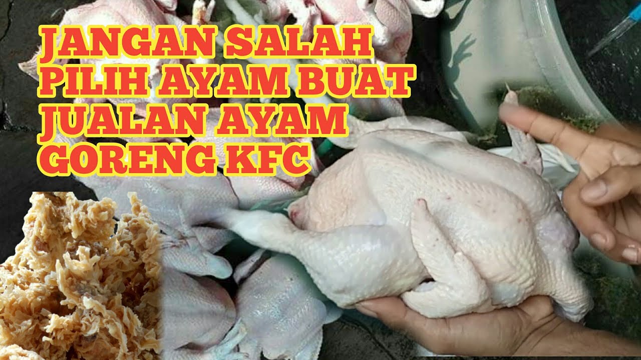 TIPS CARA MEMILIH AYAM UNTUK JUALAN AYAM GORENG FRIED CHICKEN||2021