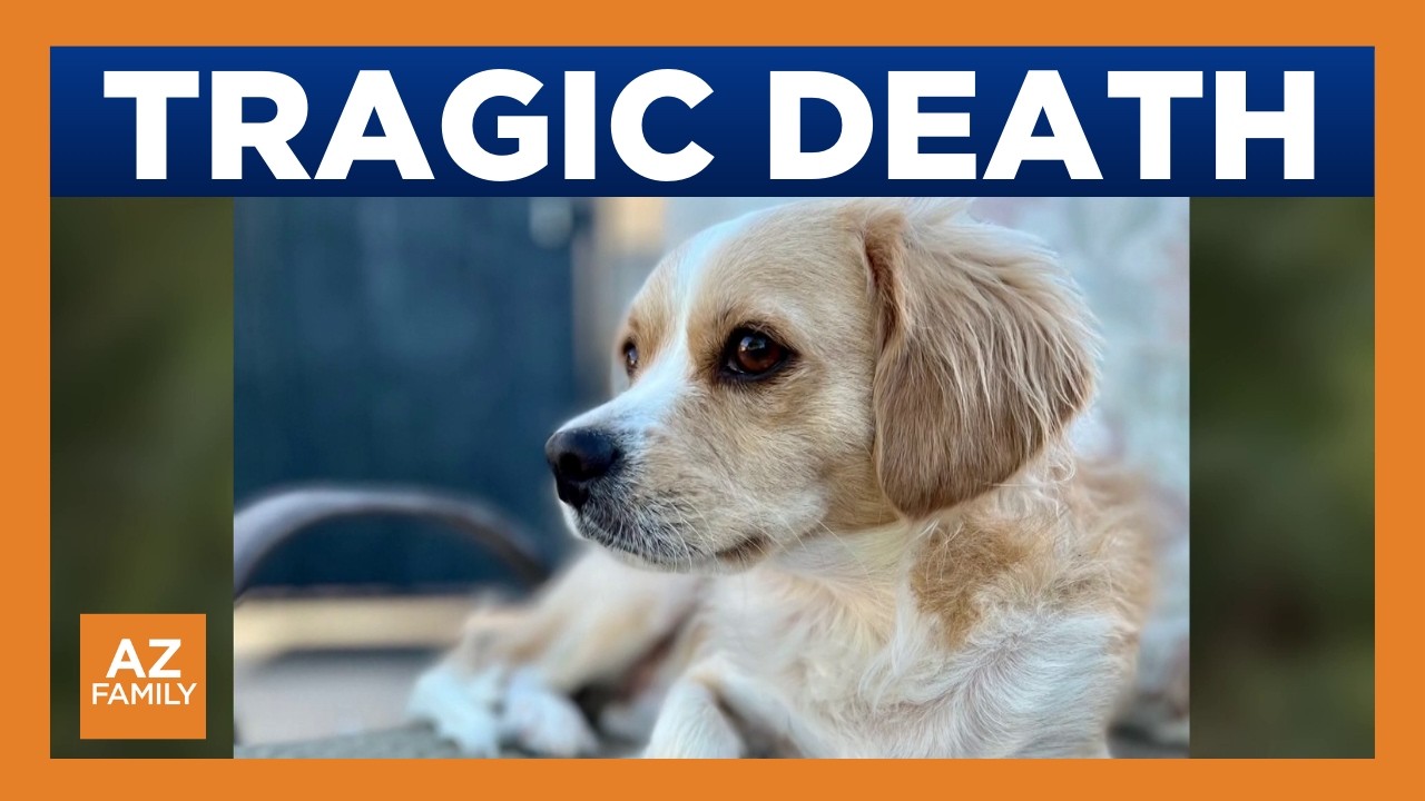 Phoenix man demands accountability after his dog attacked, killed