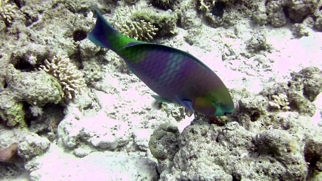 Diving in Sharm el Sheikh with Reef Oasis Dive Club