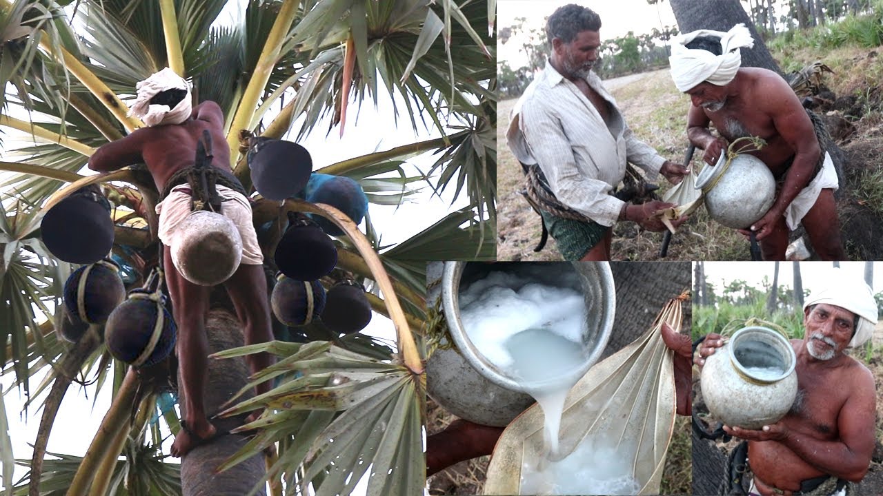 Healthy Natural Palmyra Palm Juice | Toddy Sap | JUICE of Asian palmyra palm wine | Thaati Kallu